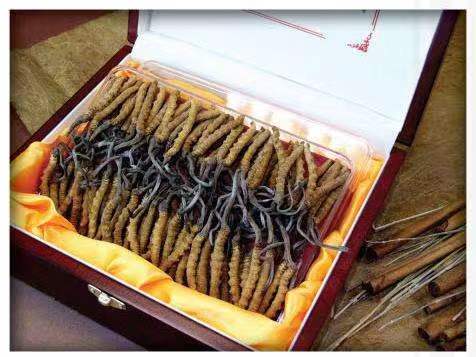 东丰冬虫夏草回收